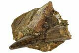 Tyrannosaur Tooth With Crocodile Scute - Judith River Formation #108095-4